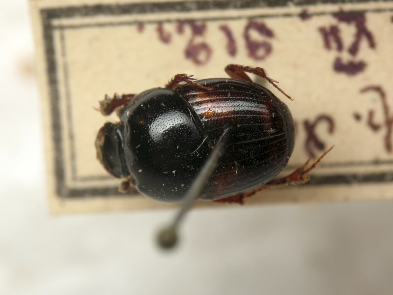 Caccobius schreberi (Linnaeus, 1767)